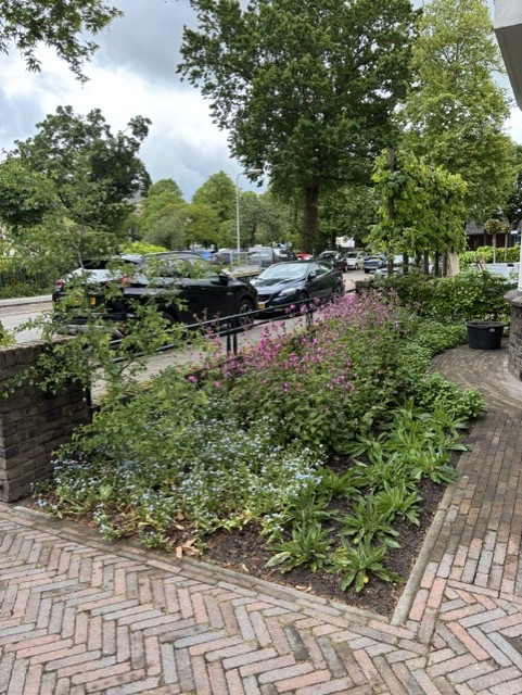 Tuinproject in aanleg met bloeiende beplanting langs de straat