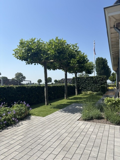 Rij gesnoeide bomen langs de straat na boomverzorging